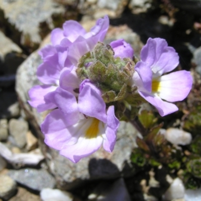 Euphrasia collina subsp. lapidosa (Feldmark Eyebright) at Geehi, NSW - 29 Dec 2021 by MatthewFrawley