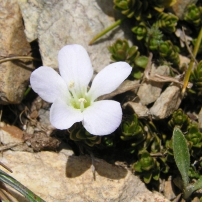 Veronica densifolia (Feldmark Snow-hebe) at Geehi, NSW - 29 Dec 2021 by MatthewFrawley