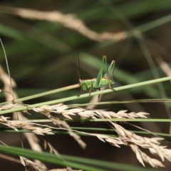 Conocephalus upoluensis (Meadow Katydid) at ANBG - 2 Jan 2022 by TimL