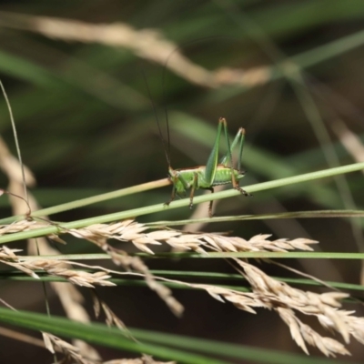 Conocephalus upoluensis (Meadow Katydid) at Acton, ACT - 2 Jan 2022 by TimL