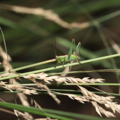 Conocephalus upoluensis (Meadow Katydid) at ANBG - 2 Jan 2022 by TimL