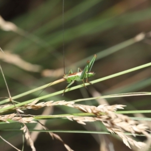 Conocephalus upoluensis at Acton, ACT - 2 Jan 2022