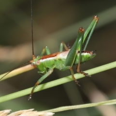 Conocephalus upoluensis at Acton, ACT - 2 Jan 2022 11:31 AM