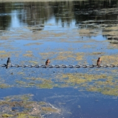 Hirundo neoxena (Welcome Swallow) at Yerrabi Pond - 31 Dec 2021 by TrishGungahlin