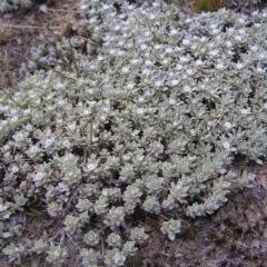 Ewartia nubigena (Silver Ewartia) at Kosciuszko, NSW - 29 Dec 2021 by MatthewFrawley