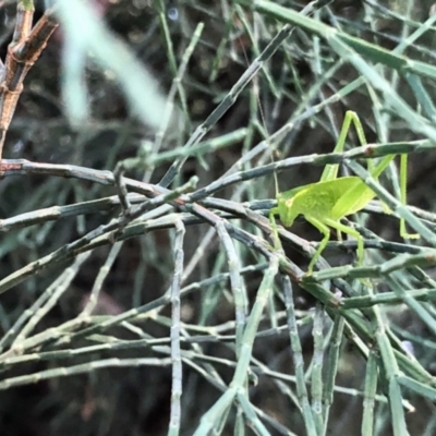 Caedicia simplex (Common Garden Katydid) at Aranda, ACT - 2 Jan 2022 by KMcCue