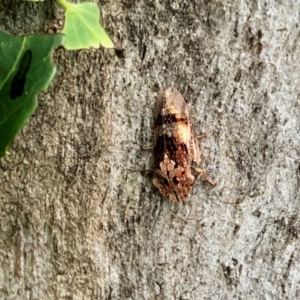 Stenocotis sp. (genus) at Aranda, ACT - 2 Jan 2022