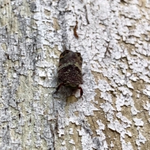 Platybrachys sp. (genus) at Aranda, ACT - 2 Jan 2022