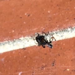 Cryptachaea veruculata at Aranda, ACT - 2 Jan 2022