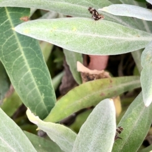 Tephritidae sp. (family) at Aranda, ACT - 2 Jan 2022