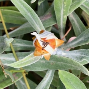 Tephritidae sp. (family) at Aranda, ACT - 2 Jan 2022