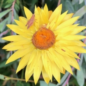 Phaulacridium vittatum at Aranda, ACT - 2 Jan 2022