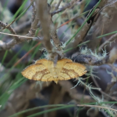 Chrysolarentia correlata (Yellow Carpet) at Bimberi Nature Reserve - 1 Jan 2022 by Tammy