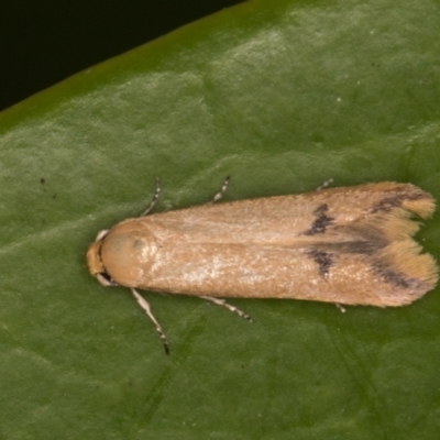 Tachystola hemisema (Chezela Group) at Melba, ACT - 28 Oct 2021 by kasiaaus