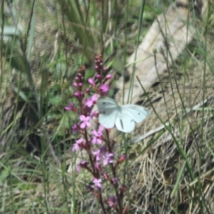 Pieris rapae at Brindabella, ACT - 2 Jan 2022