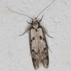Eusemocosma pruinosa (Philobota Group Concealer Moth) at Melba, ACT - 28 Oct 2021 by kasiaaus