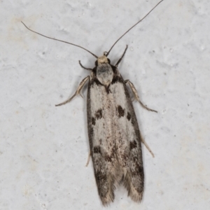 Eusemocosma pruinosa at Melba, ACT - 28 Oct 2021