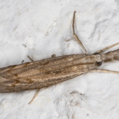 Culladia cuneiferellus (Crambinae moth) at Melba, ACT - 29 Oct 2021 by kasiaaus