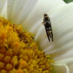 Glyphipterix phosphora (A sedge moth) at suppressed - 2 Jan 2022 by Amata