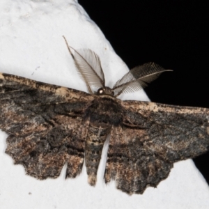 Pholodes sinistraria at Melba, ACT - 29 Oct 2021