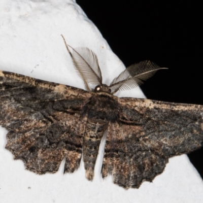 Pholodes sinistraria (Sinister or Frilled Bark Moth) at Melba, ACT - 28 Oct 2021 by kasiaaus