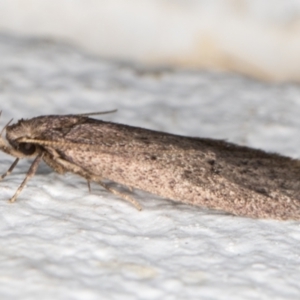 Oecophoridae (family) at Melba, ACT - 29 Oct 2021 09:42 PM