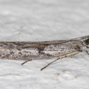 Homoeosoma vagella at Melba, ACT - 31 Oct 2021 09:23 PM