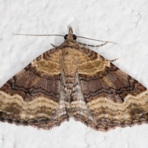 Epyaxa subidaria at Melba, ACT - 31 Oct 2021