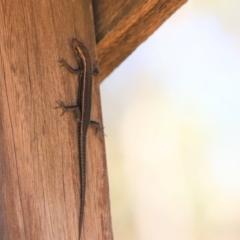 Pseudemoia spenceri (Spencer's Skink) at Bimberi Nature Reserve - 2 Jan 2022 by Tammy