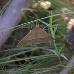 Epidesmia hypenaria (Long-nosed Epidesmia) at Bimberi Nature Reserve - 2 Jan 2022 by Tammy