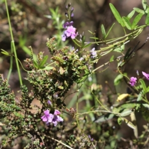 Glycine clandestina at Namadgi National Park - 2 Jan 2022