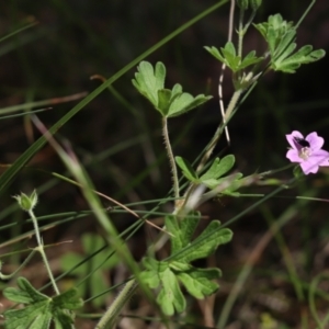 Geranium solanderi var. solanderi at Cotter River, ACT - 2 Jan 2022 10:17 AM