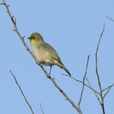 Zosterops lateralis (Silvereye) at Burradoo, NSW - 3 Jan 2022 by GlossyGal