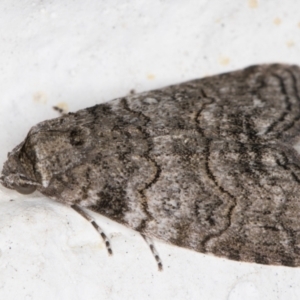 Calathusa sp nr dispila at Melba, ACT - 31 Oct 2021