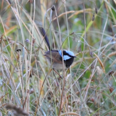 Malurus cyaneus (Superb Fairywren) at Burradoo, NSW - 3 Jan 2022 by GlossyGal