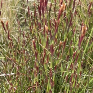 Baloskion australe at Paddys River, ACT - 23 Nov 2021