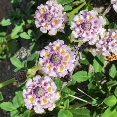 Phyla canescens (Lippia) at Higgins, ACT - 3 Jan 2022 by trevorpreston