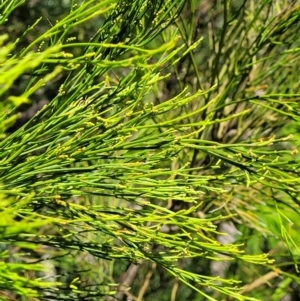 Exocarpos cupressiformis at Coree, ACT - 3 Jan 2022