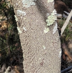 Exocarpos cupressiformis at Coree, ACT - 3 Jan 2022