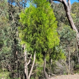 Exocarpos cupressiformis at Coree, ACT - 3 Jan 2022