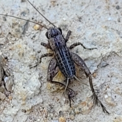 Bobilla sp. (genus) (A Small field cricket) at Coree, ACT - 3 Jan 2022 by trevorpreston