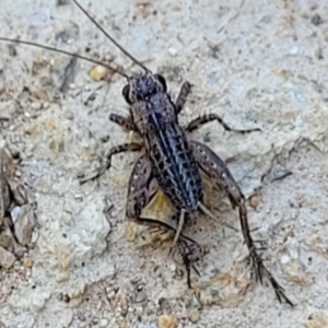 Bobilla sp. (genus) at Coree, ACT - 3 Jan 2022