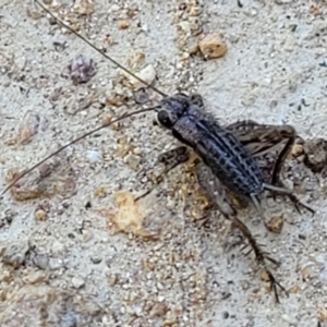 Bobilla sp. (genus) at Coree, ACT - 3 Jan 2022