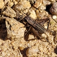 Bobilla sp. (genus) at Coree, ACT - 3 Jan 2022