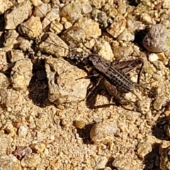 Bobilla sp. (genus) at Coree, ACT - 3 Jan 2022