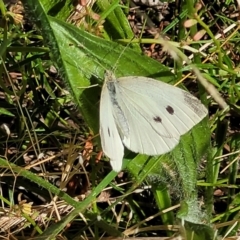 Pieris rapae (Cabbage White) at Coree, ACT - 2 Jan 2022 by tpreston