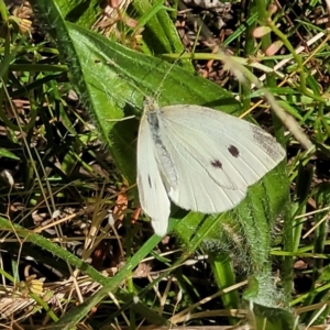 Pieris rapae at Coree, ACT - 3 Jan 2022