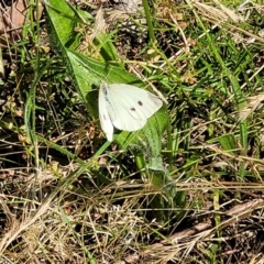 Pieris rapae at Coree, ACT - 3 Jan 2022