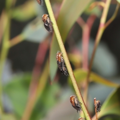Eurymeloides bicincta (Gumtree hopper) at ANBG - 31 Dec 2021 by TimL