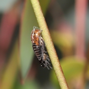 Eurymeloides bicincta at Acton, ACT - 31 Dec 2021